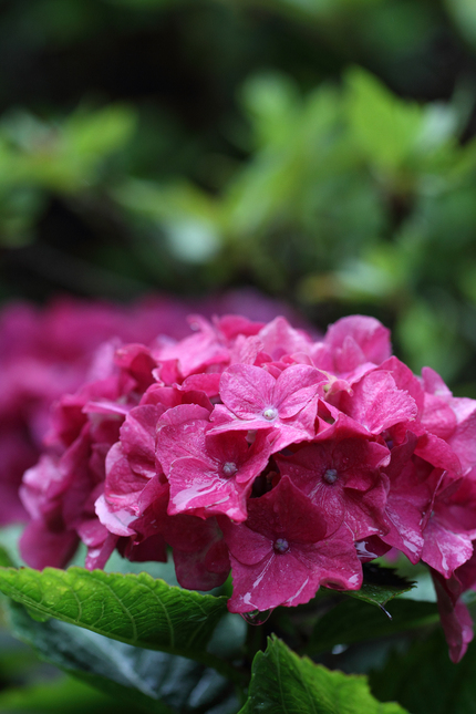 紫陽花にはこの風情