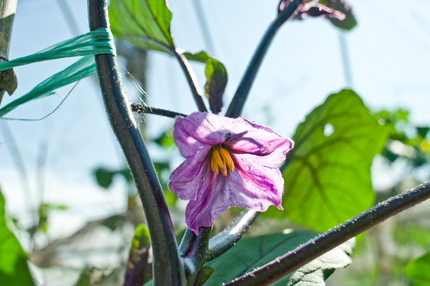 茄子の花