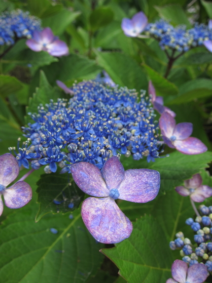 萼（がく）紫陽花