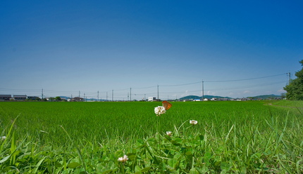 草は延び放題