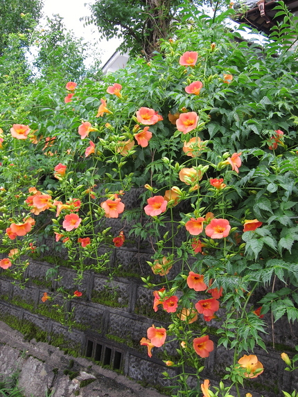 凌霄花（のうぜんかずら）