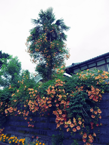 凌霄花（のうぜんかずら）(2)