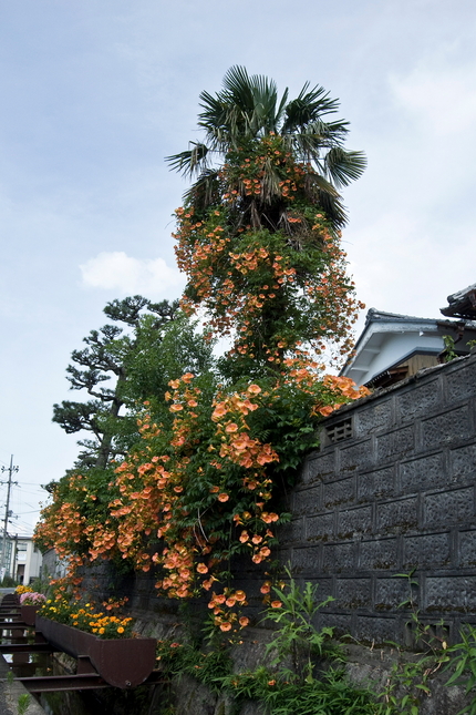 凌霄花（のうぜんかずら）(3)