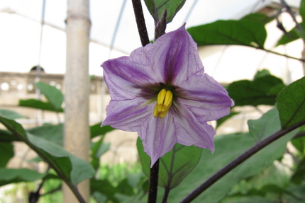 野菜の花(1)