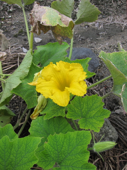 野菜の花(2)