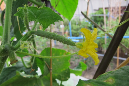 野菜の花(3)
