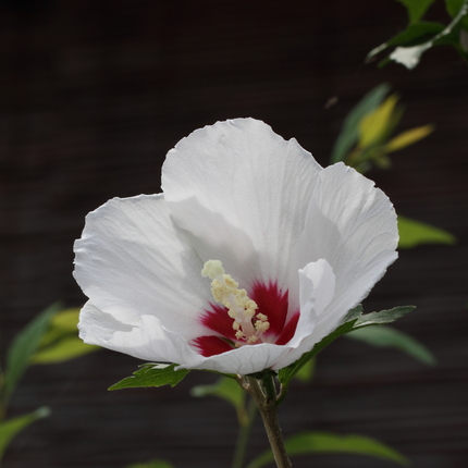 木槿（むくげ）