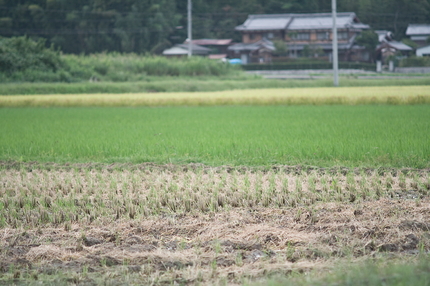 秋・収穫の時