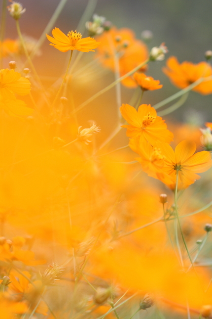 Bokeh（暈け）