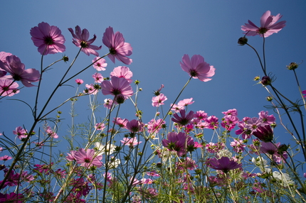 秋桜（コスモス）(3)