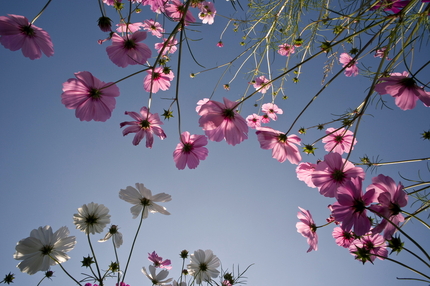 紅優勢＜秋桜（コスモス）(4)...