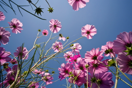 秋桜（コスモス）(5)＜終了＞