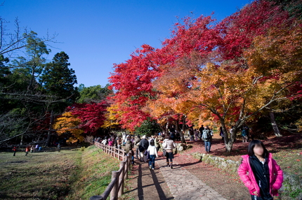 湖北の紅葉(5)