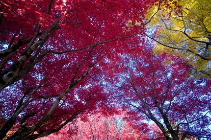 湖北の紅葉(6)