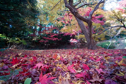 湖北の紅葉(8)