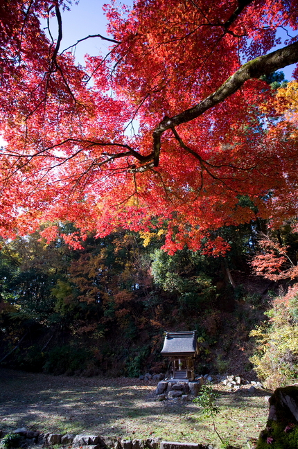 湖北の紅葉(9)