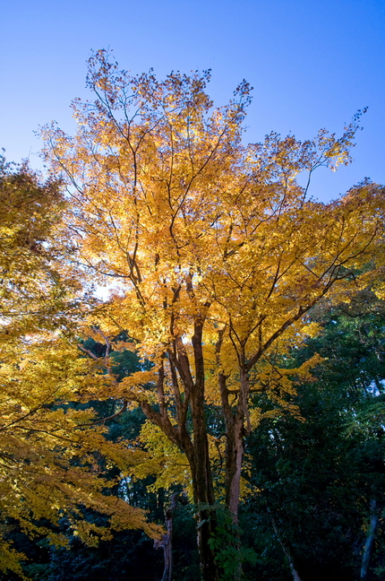 湖北の紅葉(10)
