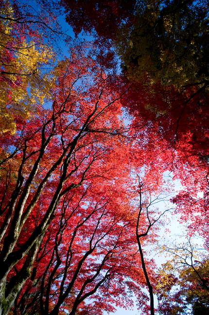 湖北の紅葉(11)