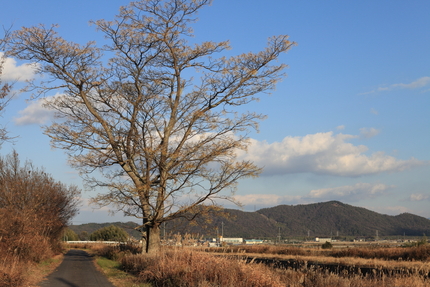 栴檀の実