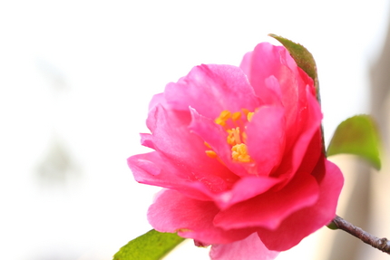 山茶花(Sasanqua)