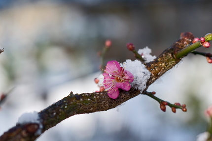 昨年の1月30日の撮影。雪はか...