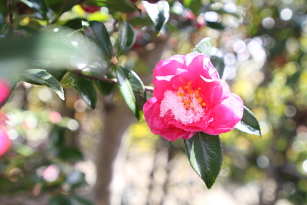山茶花みぞれかけ