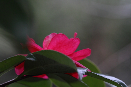 山茶花(Sasanqua)(3...