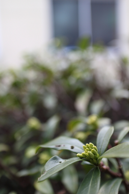 沈丁花