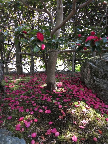 これは5日ほど前の我が家の山茶...