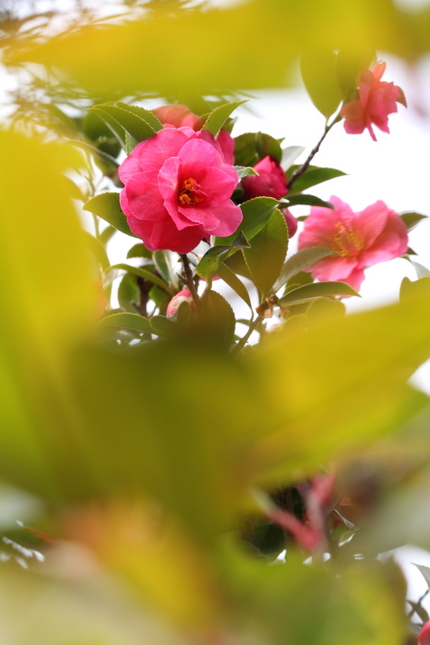 前ボケを入れた写真を撮りたかっ...