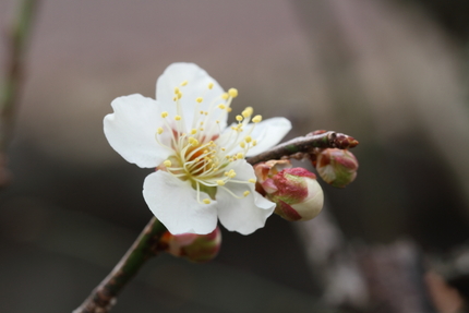 今年の我が家の白梅は花数が少な...