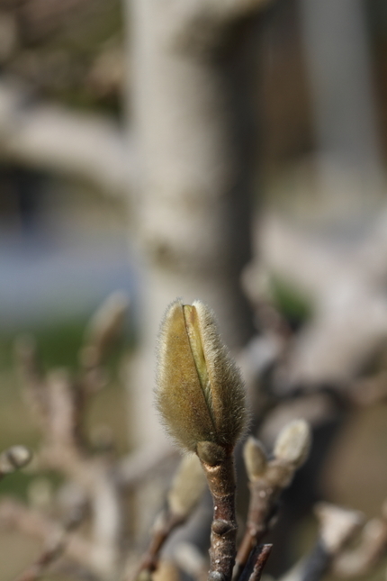 辛夷の花が咲いたとこのブログに...