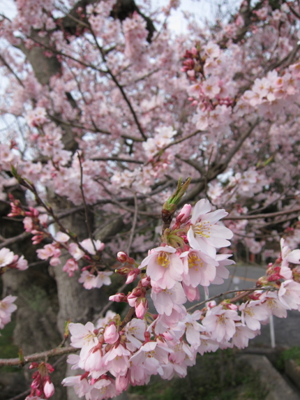 桜（第一報）