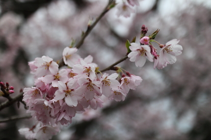 村一番の早咲きの桜の第二報です...