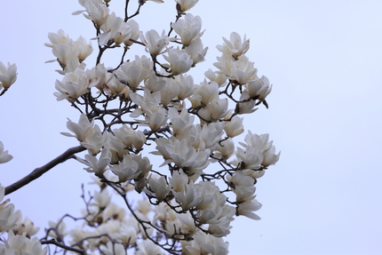 近所のお家に綺麗に咲く白木蓮の...