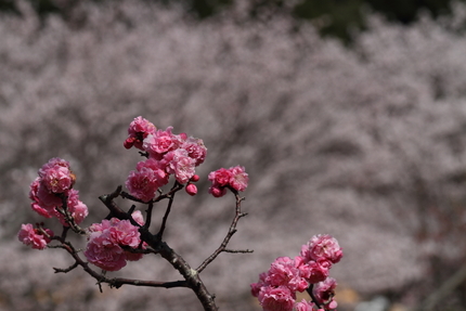 近くにある花緑公園には八重の桜...