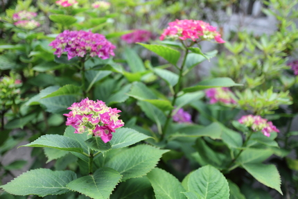 今年の紫陽花初投稿です。 毎年...