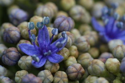 隣の紫陽花がやっと咲きかけまし...