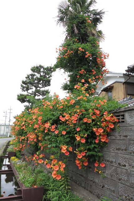 今年も本命のノウゼンカズラが咲...