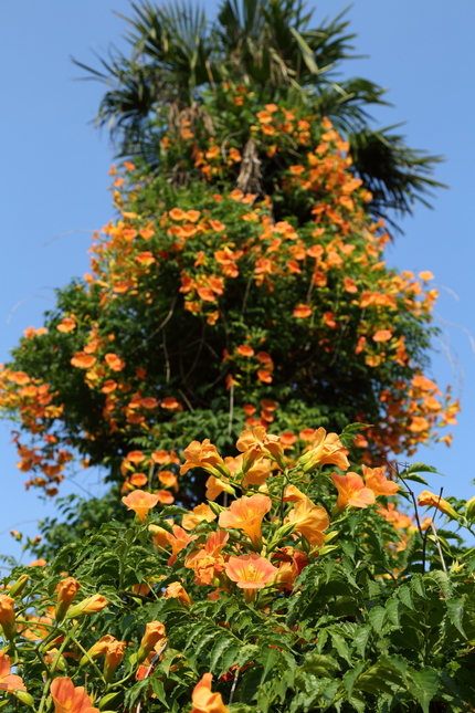 ピークに達した凌霄花の咲きっぷ...