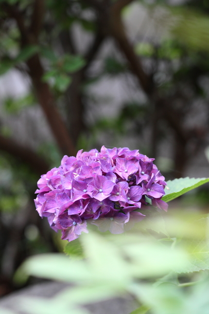 今年に梅雨は早く明けましたが梅...