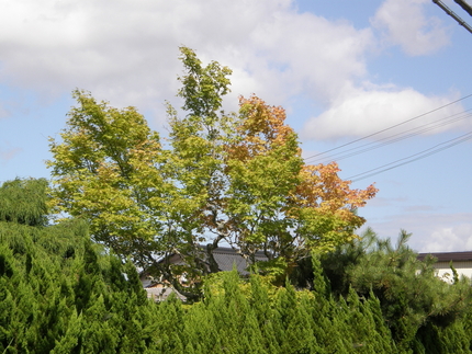 Autumn Color