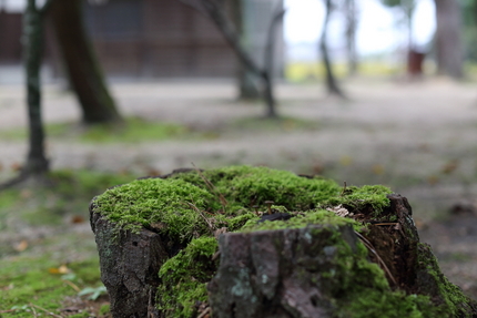 苔の生すまで