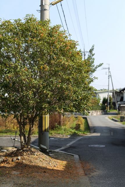 近くに金木犀が咲いていたのを見...