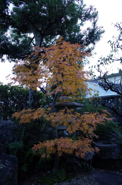 ５日ほど前は庭の紅葉は見ごろだ...