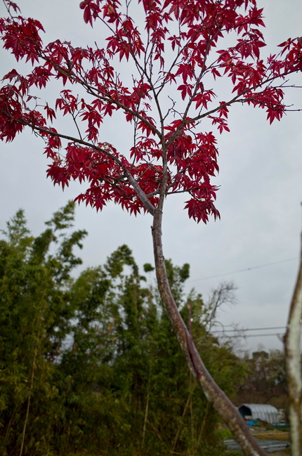 まだ紅葉が見られます