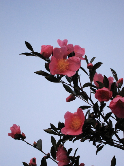 珍しいピンクの山茶花