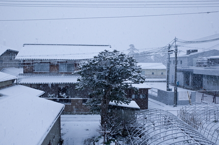 昨夜からちらつきかけた雪ですが...