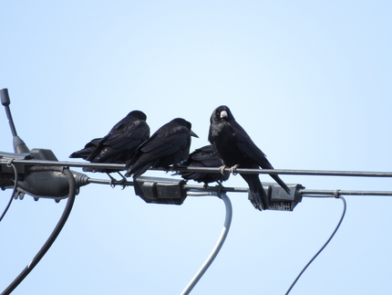 暖かくなってきたので鳥たちの活...