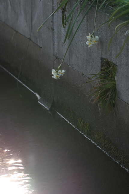 早春の水仙
